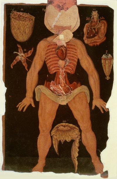 Ms Hunter 364 Tavola XII Dissezione (stato aperto) da Anatomical Tables, di John Banister (1540-1610) da English School